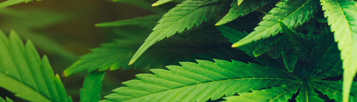 cannabis-banner-image